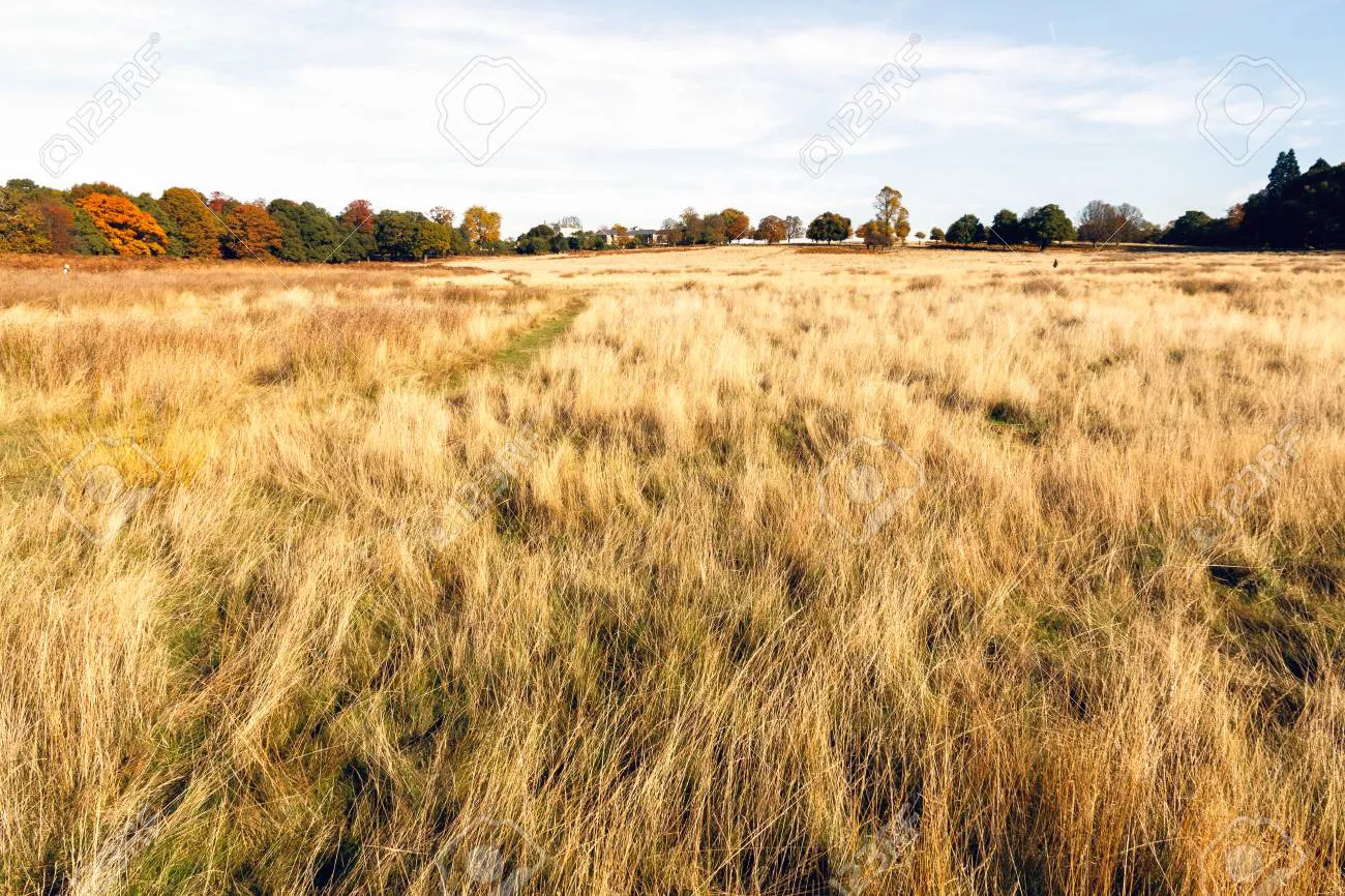 77825031-autumn-season-of-dry-grassland-in-richmond-park-london