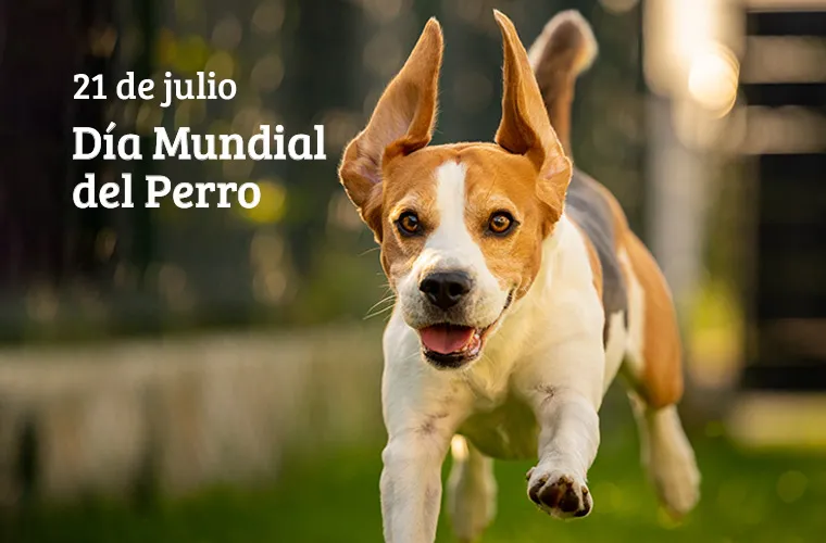 blog_Dia_perro