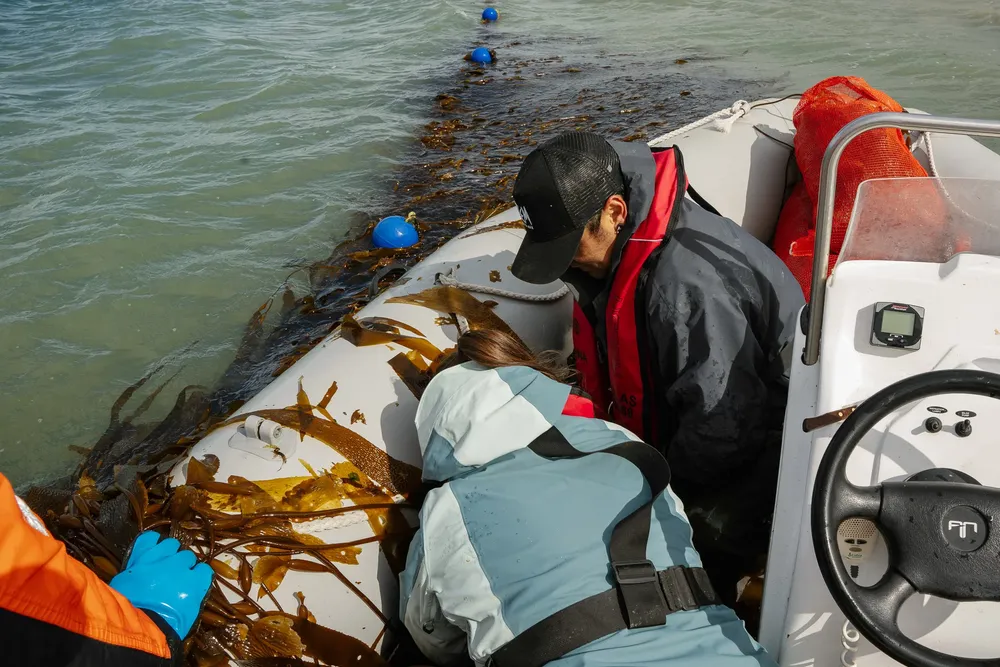 Cosecha de algas, Foto Ailin Peirone