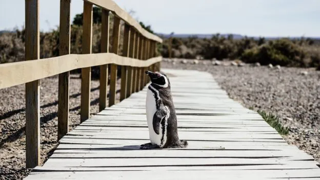 penguin-1866588_1280-624x351