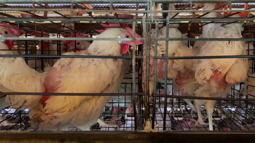 Gallinas en bateas_1
