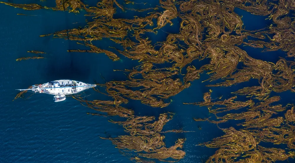 Bosques de Macroalgas de la Patagonia Argentina - Foto por Cristian Lagger Director Científico de Fundación Por el Mar