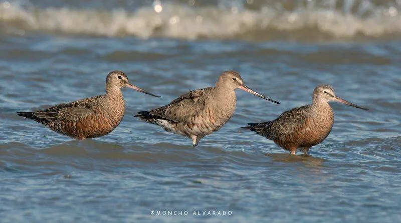 7b54e-plumaje-reproductivo