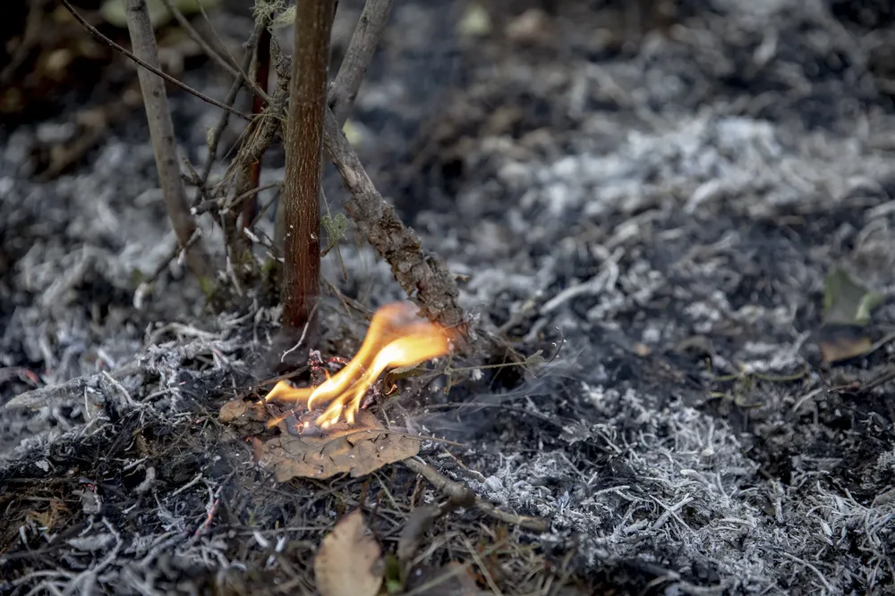 Alerta Patagonia (1)