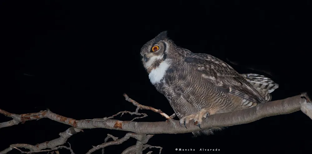 Tucuquere ecovidaambiente (apaisada)