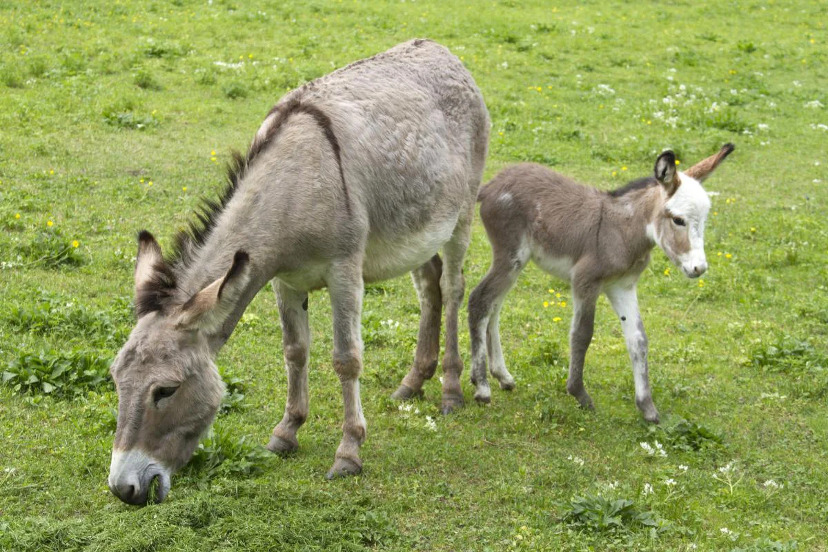 que_comen_los_burros_26472_1200
