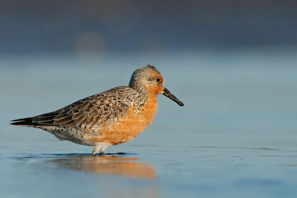Playero rojizo ( Calidris canutus.), Sebastian Preisz