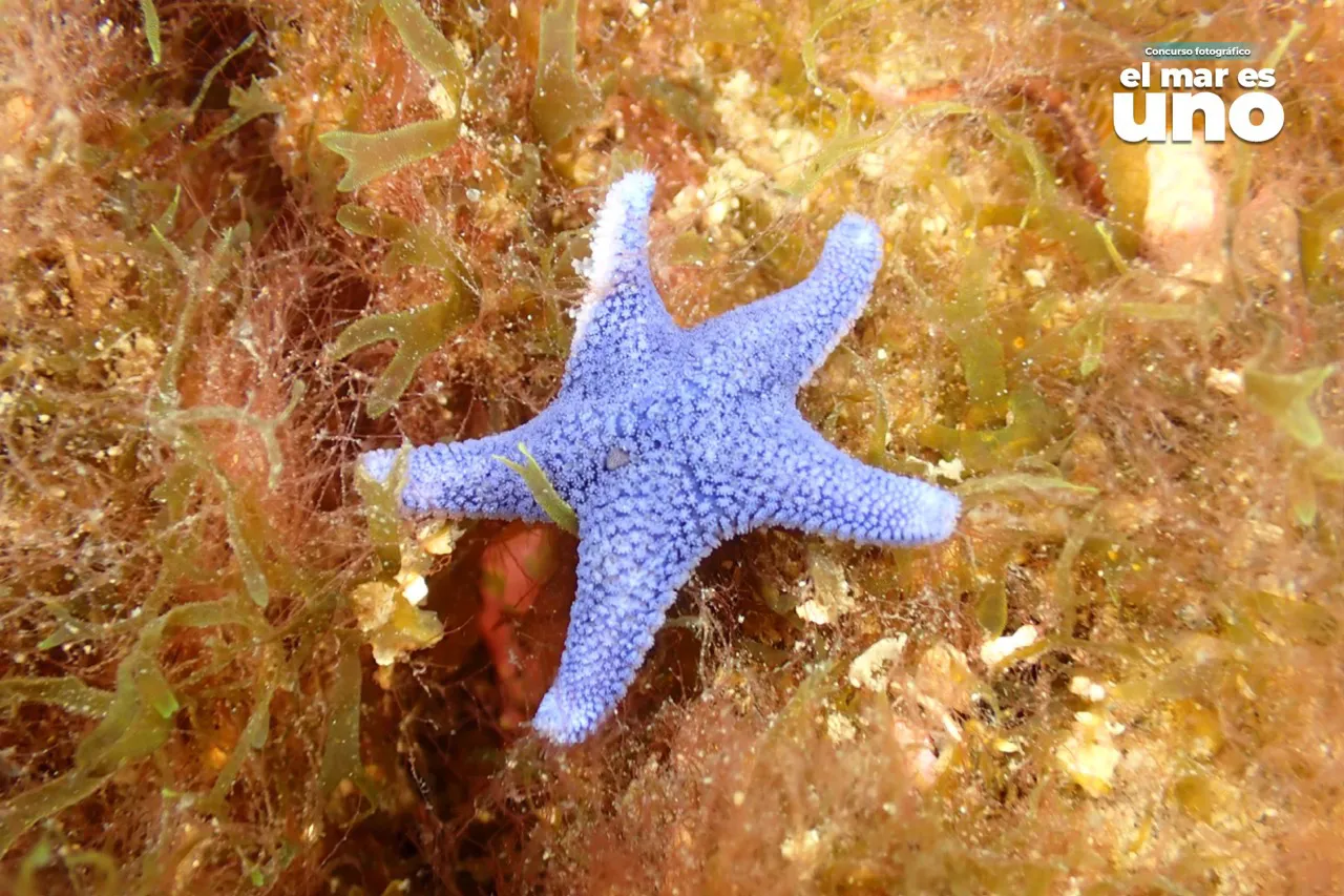 concurso_el_mar_es_uno_apn_02