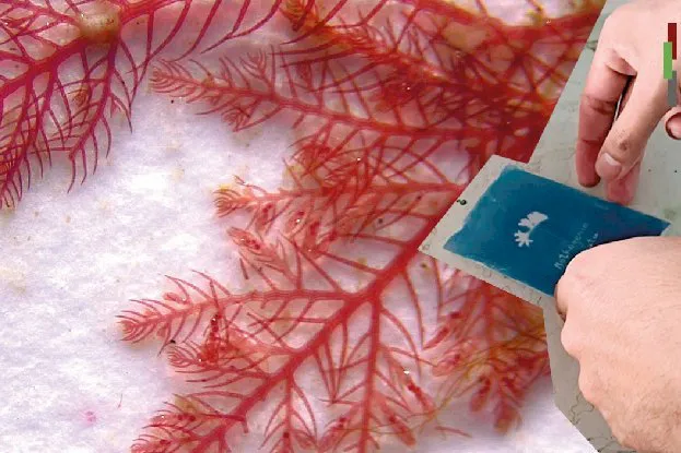 icpa-casa_macroalgas_herramientas_de_preservacion_y_exploracion_estetica-05_1730729755