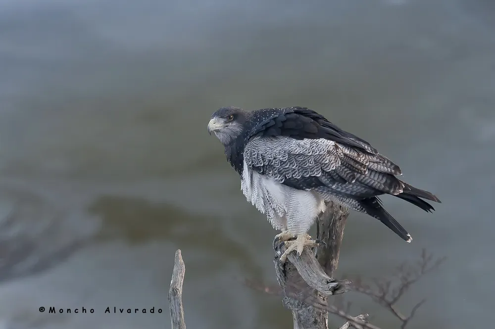 Aguila Mora (Ecovidaambiente 3)