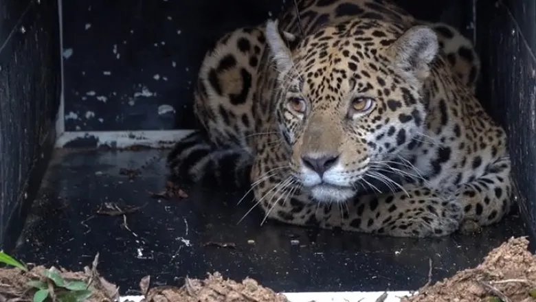 20240319050001_yaguarete1