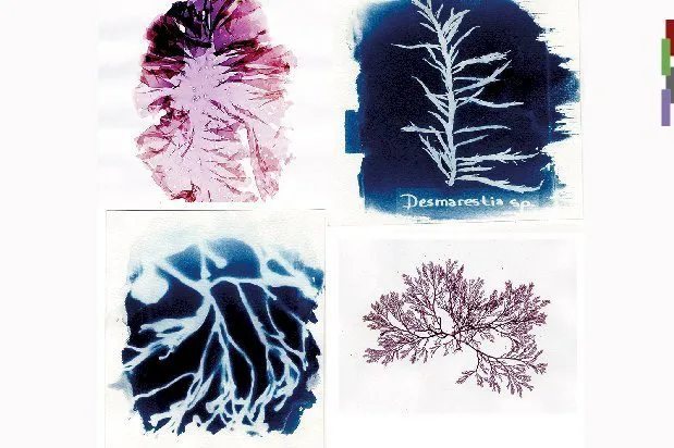 icpa-casa_macroalgas_herramientas_de_preservacion_y_exploracion_estetica_1740423902