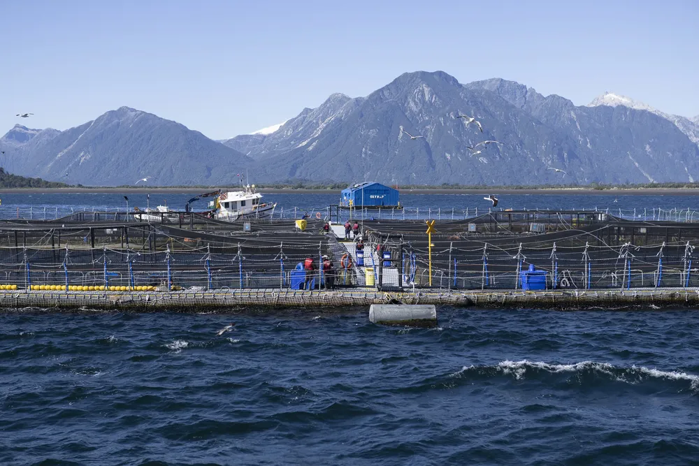 5- Salmoneras en Chile - foto de Daniel Casado para la GSFR