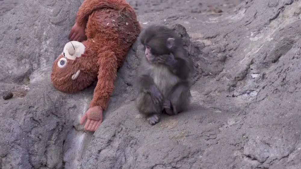 mono-bebe-16-9-aspect-ratio-default-0_da39