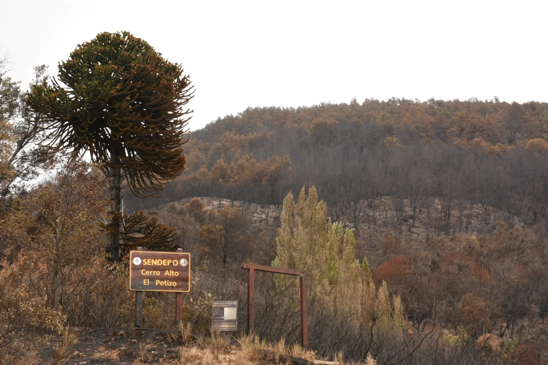 PN Los Alerces - Lago Verde - 14-1-26 (3)