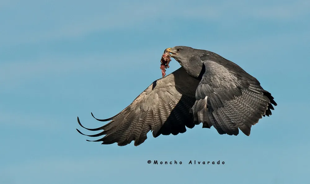 Aguila Mora (Ecovidaambiente)