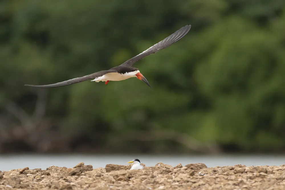 credito_Rodrigo Folch (4)