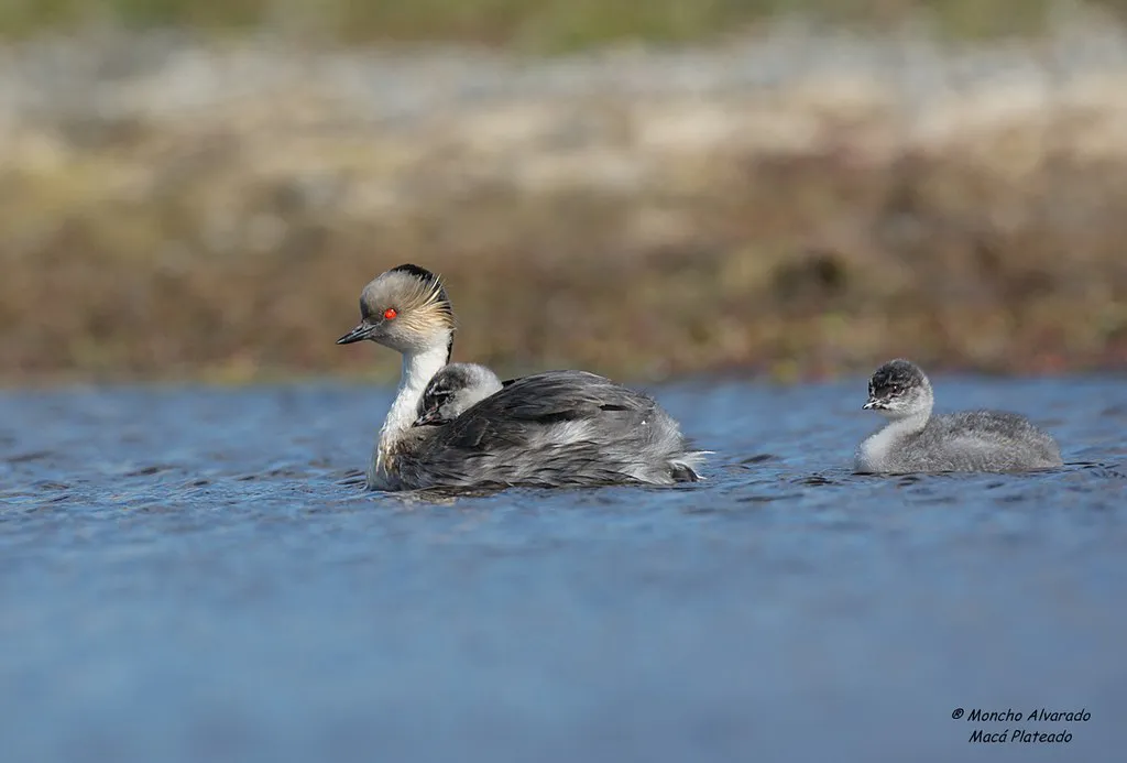 24080510089_0caec9b2e8_b