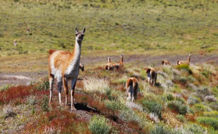 guanacos-8934