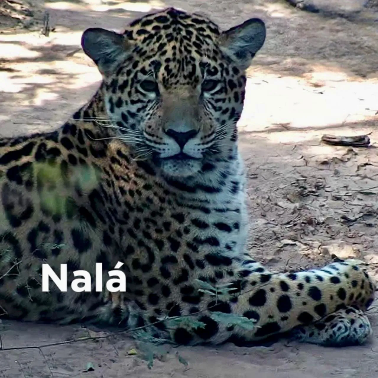 WhatsApp Image 2024-08-20 at 13.42.51