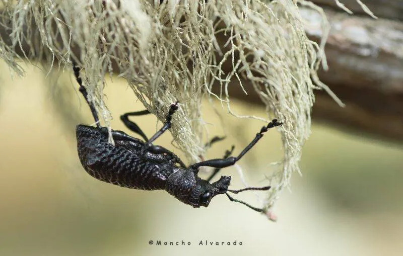 57565-caballito-de-monte3