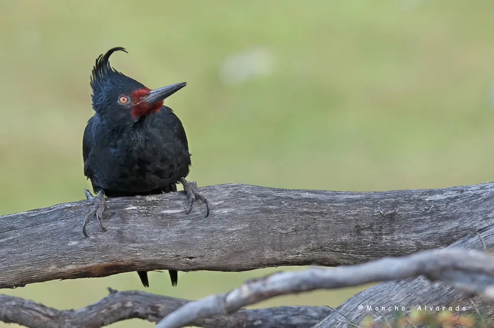 Carpintero Gigante28