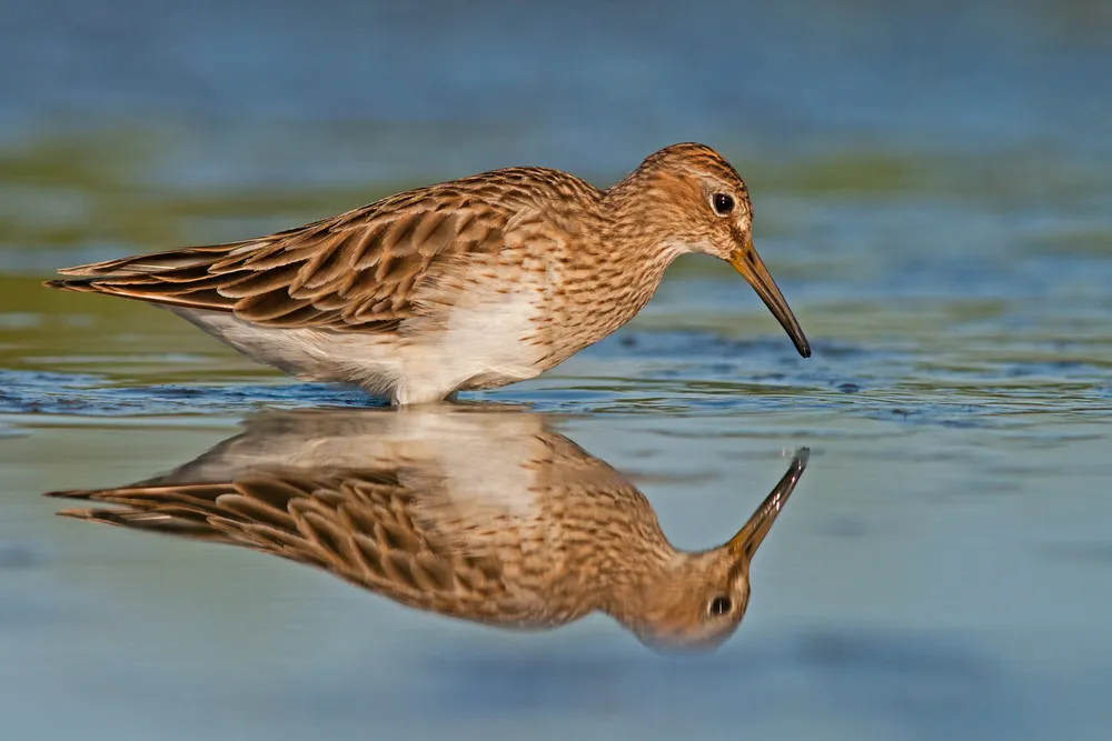 Playerito pectoral , Sebastian Preisz