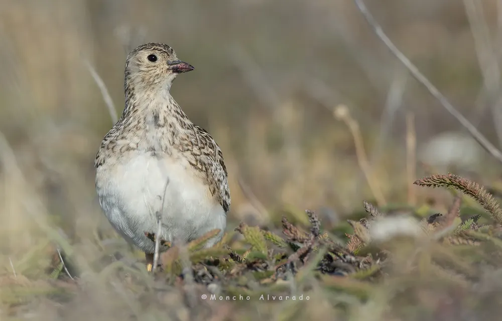 agachona chica 3 (ecovidaambiente)