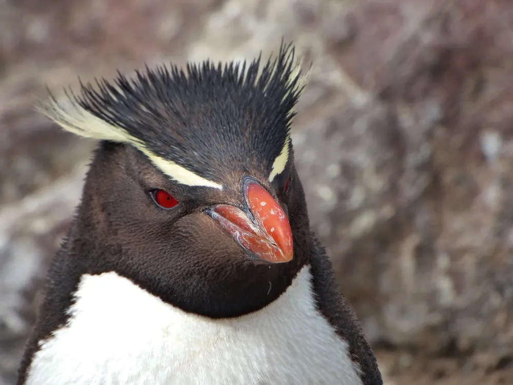 Pinguino penacho amarillo - Credito_Eugenia Zavattieri - WCS Argentina
