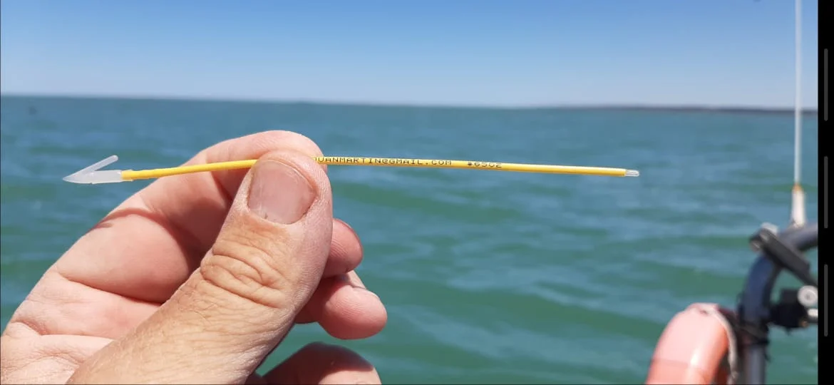 Los pescadores colocan una marca debajo de la aleta dorsal de los individuos capturados que luego son liberados al mar c