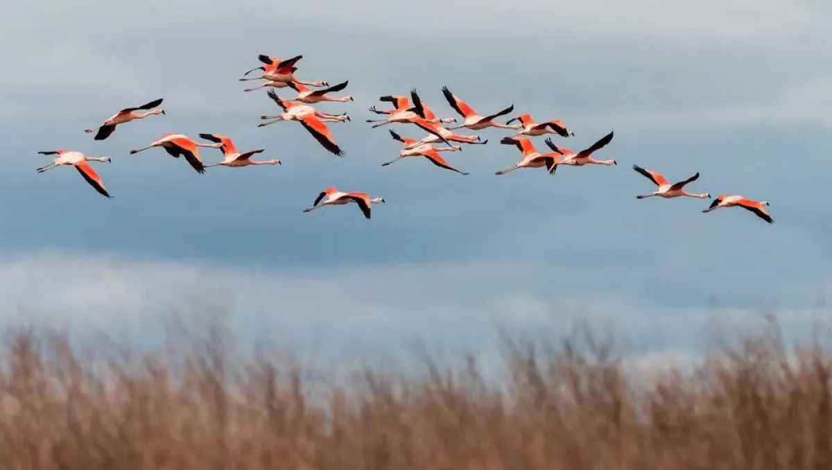Aves-migratorias-II