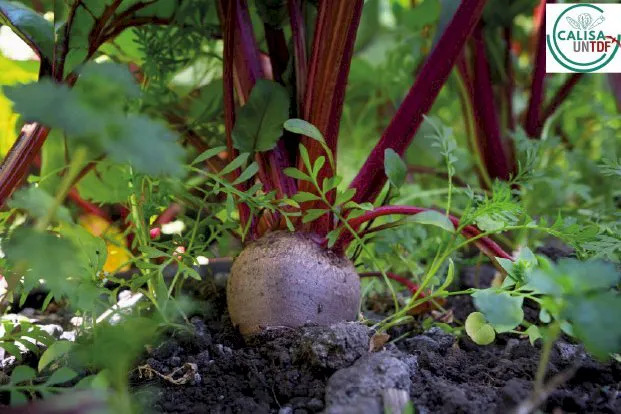 sec_de_extension-calisa_semana_del_ambiente