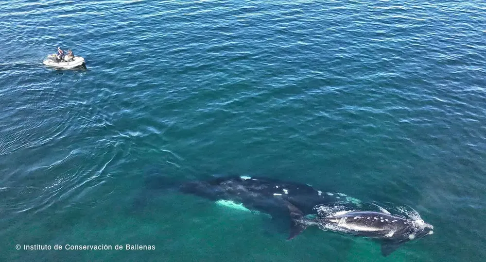 Reencuentro con Hueso 2023 - Instituto de Conservación de Ballenas