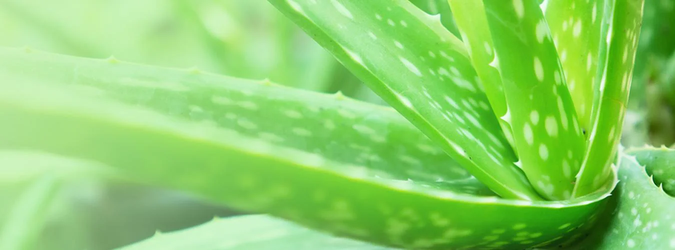 aloe_vera_plant