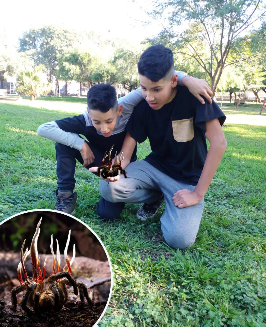 Jovenes estudiantes observan como las esporas del hongo Cordyceps sobresalen de la tarantula