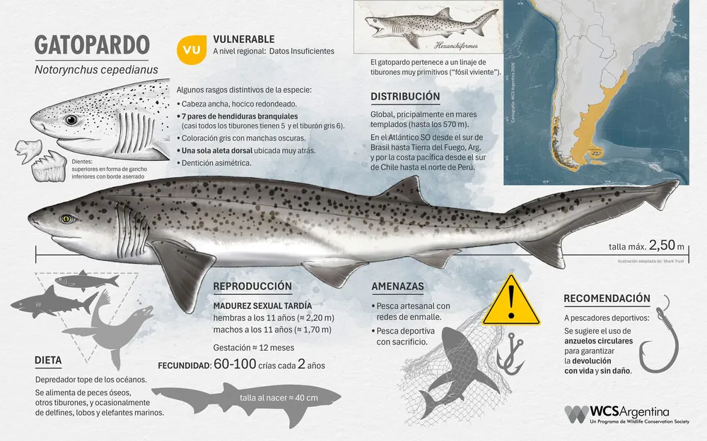Ficha tiburon gatopardo - Credito WCS Argentina