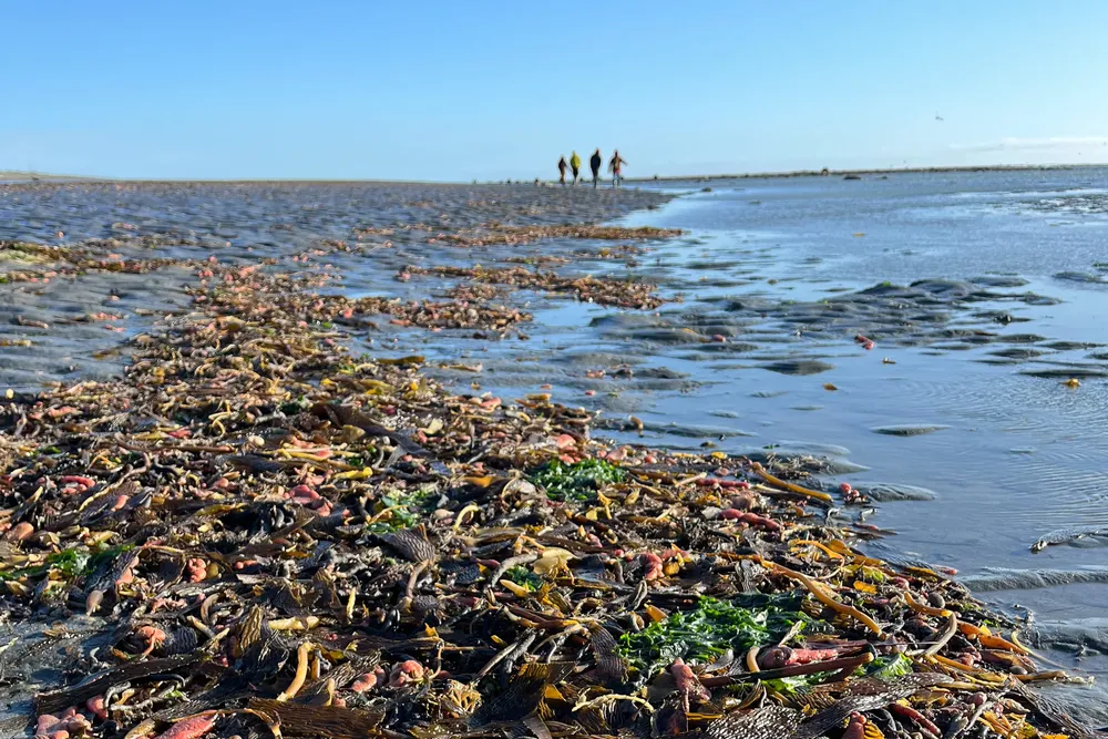 1- Macroalgas en Río Grande - foto de Victoria Álvarez