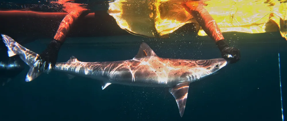 3- foto de Proyecto Arrecife