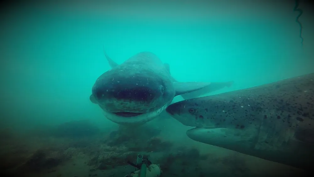 multimedia.normal.9b6f89f285b4b99f.bm9ybWFsLndlYnA=