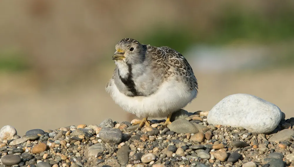 agachona chica 2 (ecovidaambiente)