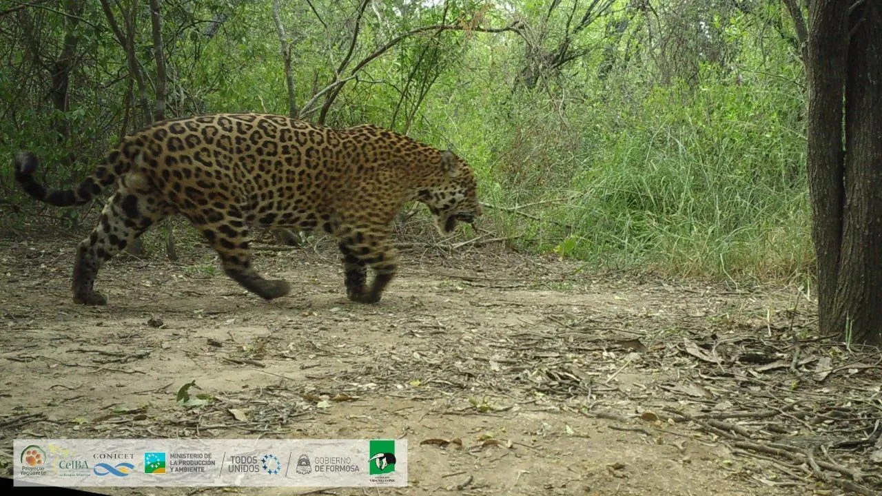 yaguareté en la región chaqueña 1